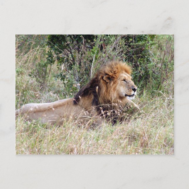 lion relax postcard (Front)