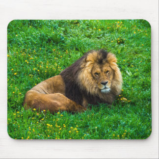 Lion Relaxing in Green Grass Photo Mouse Mat