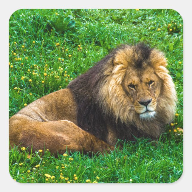 Lion Relaxing in Green Grass Photo Square Sticker (Front)