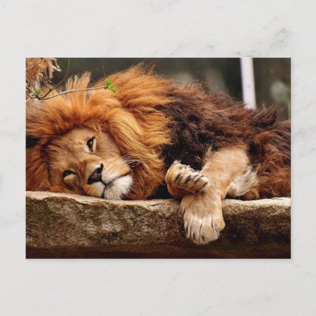 LION RELAXING Postcards (Front)