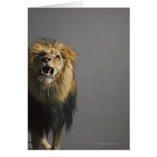 Lion roaring