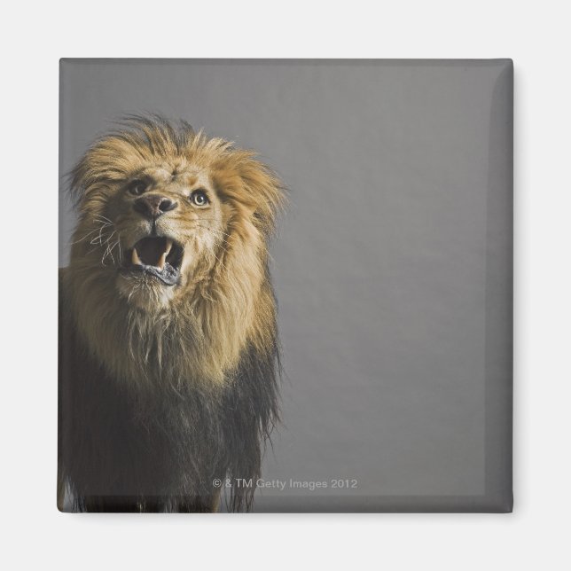 Lion roaring magnet (Front)