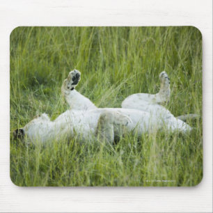 Lion rolling in the tall grass, Africa Mouse Mat