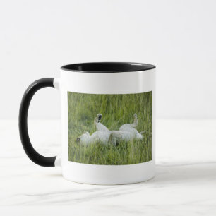 Lion rolling in the tall grass, Africa Mug