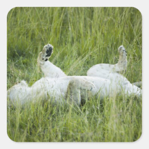 Lion rolling in the tall grass, Africa Square Sticker