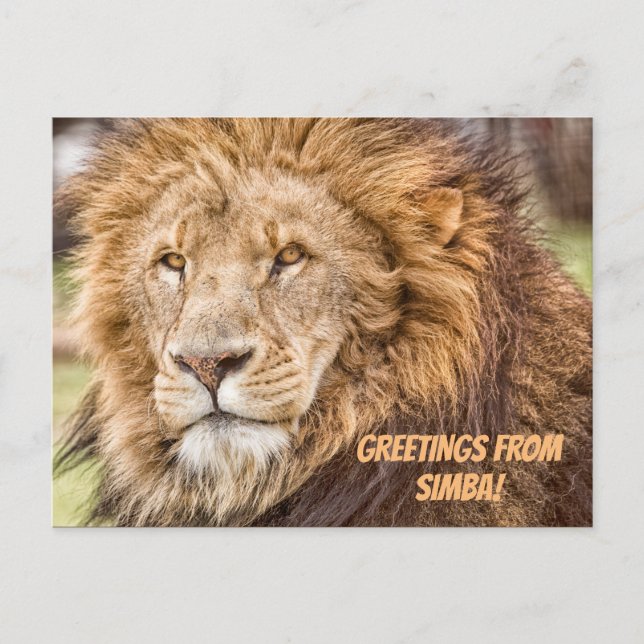 Lion Safari Postcard (Front)