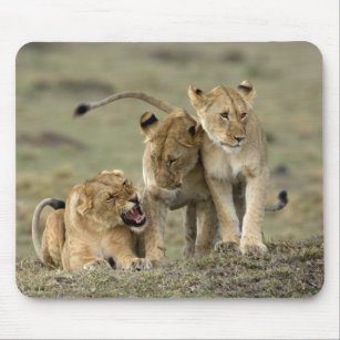 Lion Siblings Mouse Mat
