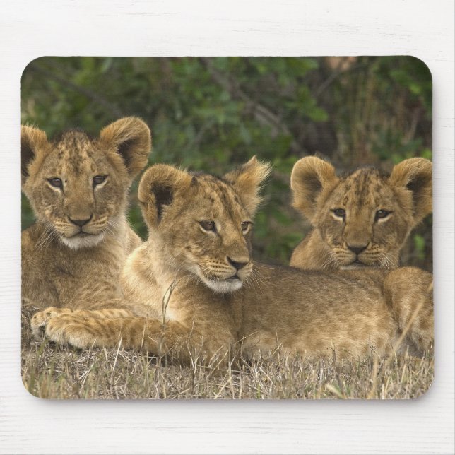 Lion Siblings Mouse Mat (Front)