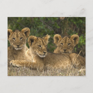 Lion Siblings Postcard