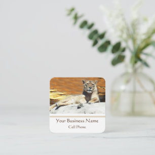 Lion Sitting on Rock Stunning Sunset Square Business Card