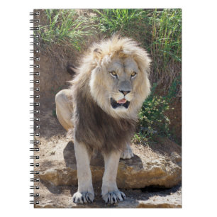 Lion sitting on the rocks   notebook