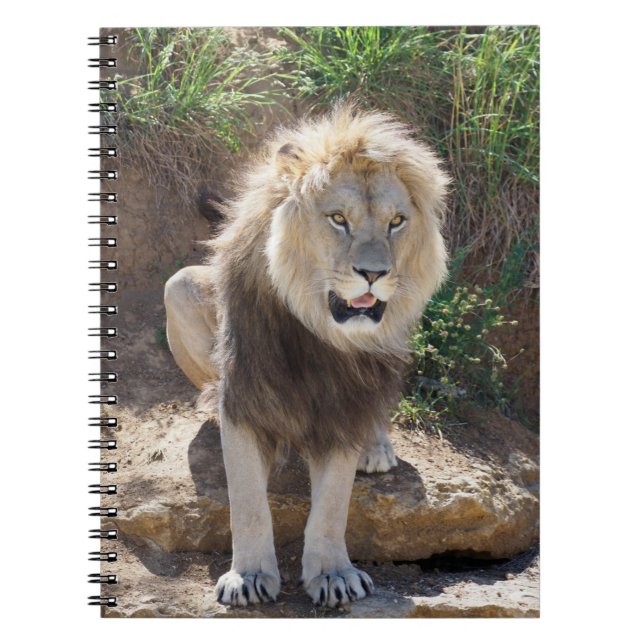 Lion sitting on the rocks   notebook (Front)