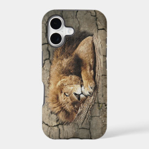 Lion sleeping Animal wild Cat stone