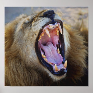 Lion Snarling wild poster, print, photograph Poster