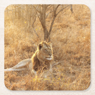 Lion Square Paper Coaster