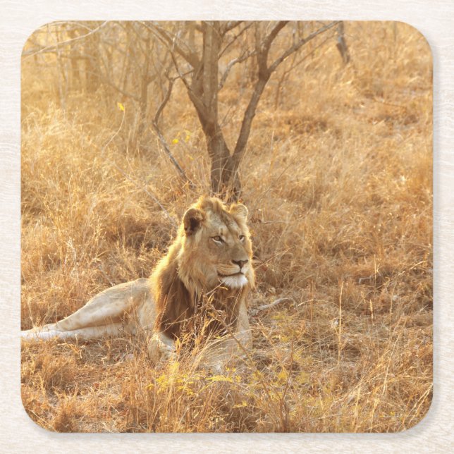 Lion Square Paper Coaster (Front)