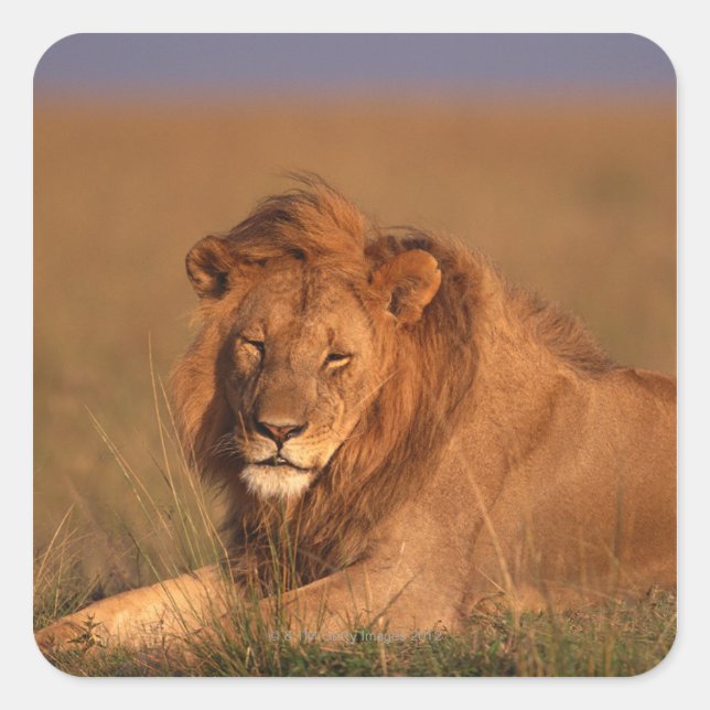 Lion Square Sticker (Front)