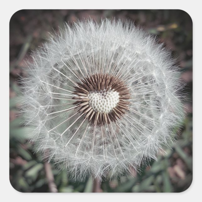 lion square sticker (Front)