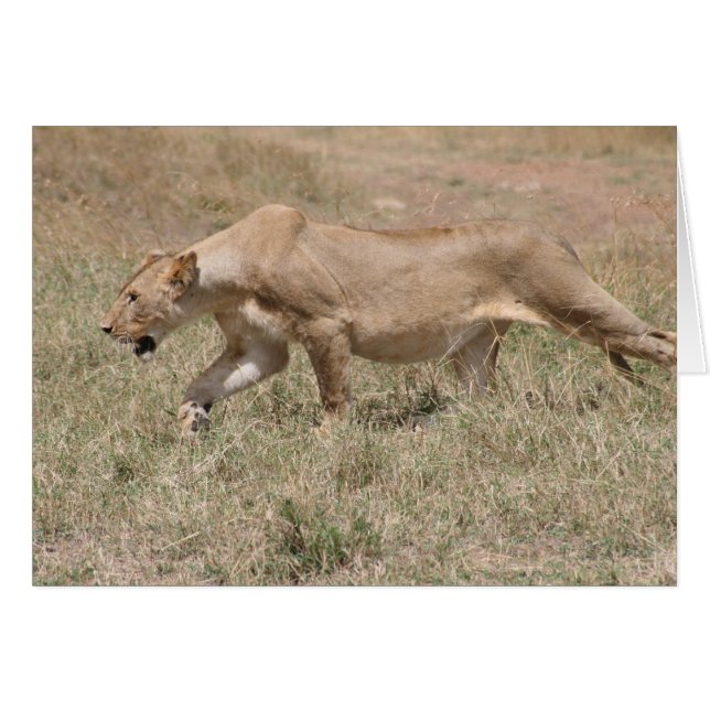 lion stalk (Front Horizontal)