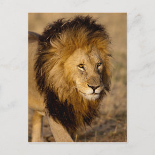 Lion Stalking Postcard
