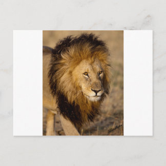Lion Stalking Postcard
