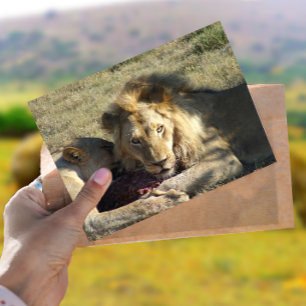 Lion Stare Postcard