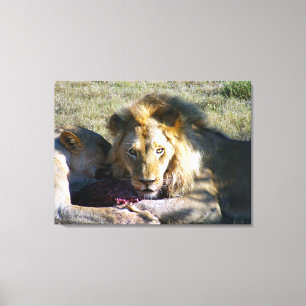 Lion Stare Stretched Canvas Print