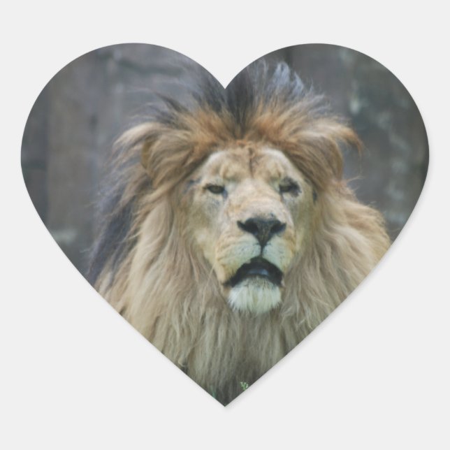 Lion  Sticker (Front)