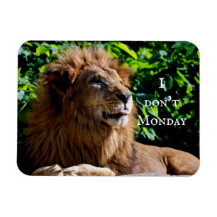 Lion Sticking tongue out- i don't monday Magnet