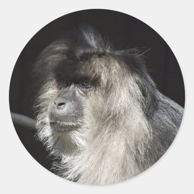 Lion-Tailed Macaque Portrait Classic Round Sticker (Front)