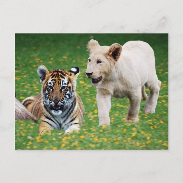 Lion & tiger cubs at play postcard (Front)