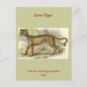 Lion-Tiger (Felis leo Felis tigris hybrid) Postcard
