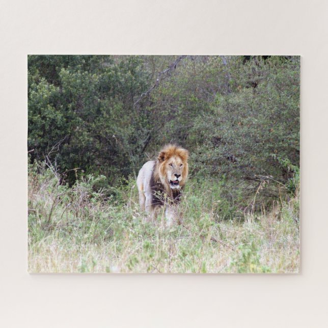 lion walk jigsaw puzzle (Horizontal)