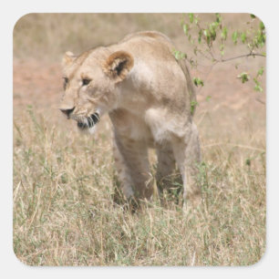 lion walk square sticker