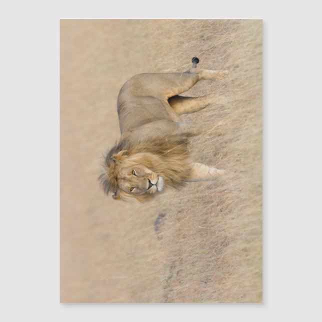 Lion walking (Front)