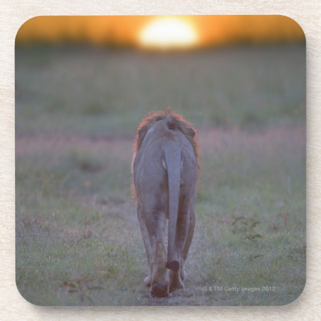 Lion walking coaster (Front)