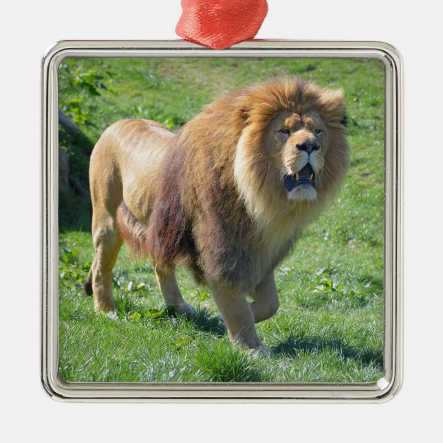Lion walking on grass metal tree decoration (Front)