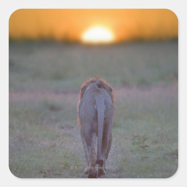 Lion walking square sticker (Front)