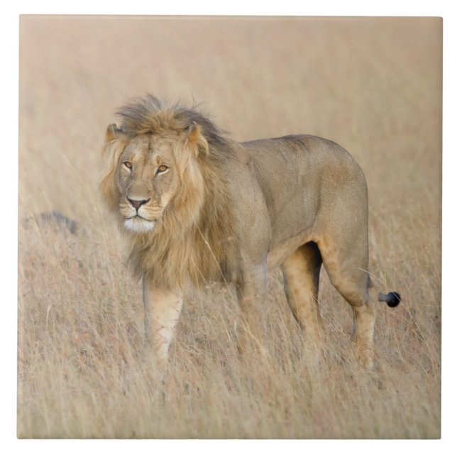 Lion walking tile (Front)