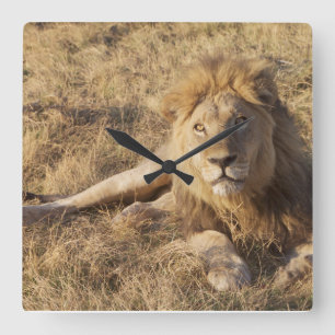 Lion Wall Clock