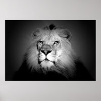 Lion - Wild Animal Photography