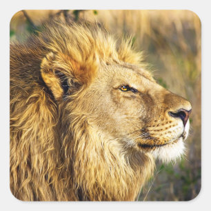 Lion Wild Animal Wildlife Safari Square Sticker