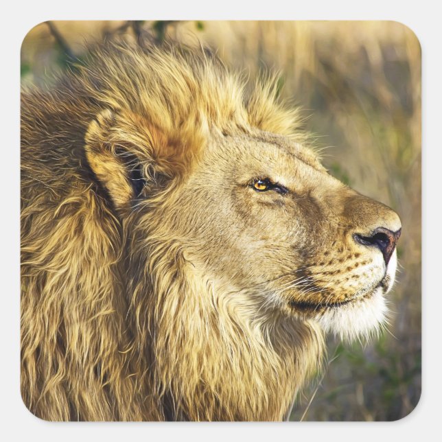 Lion Wild Animal Wildlife Safari Square Sticker (Front)