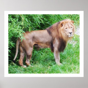 Lion wild life animal poster
