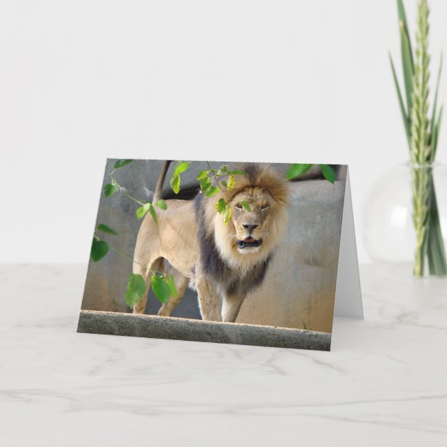 Lion Wildlife Greeting Card (Front)