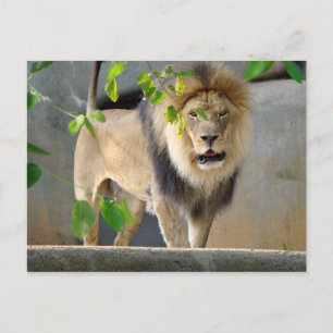 Lion Wildlife Postcard