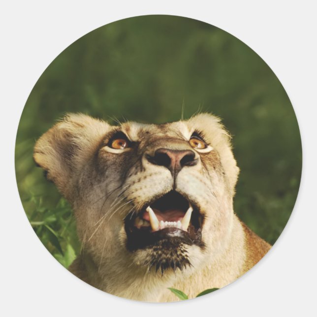 Lion wildlife safari stickers (Front)
