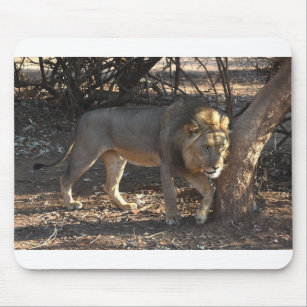 Lion With An Itchy Shoulder, Zambia Mouse Mat
