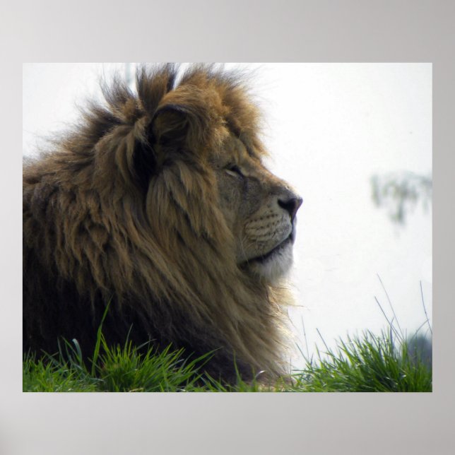 Lion with Beautiful Mane Poster (Front)