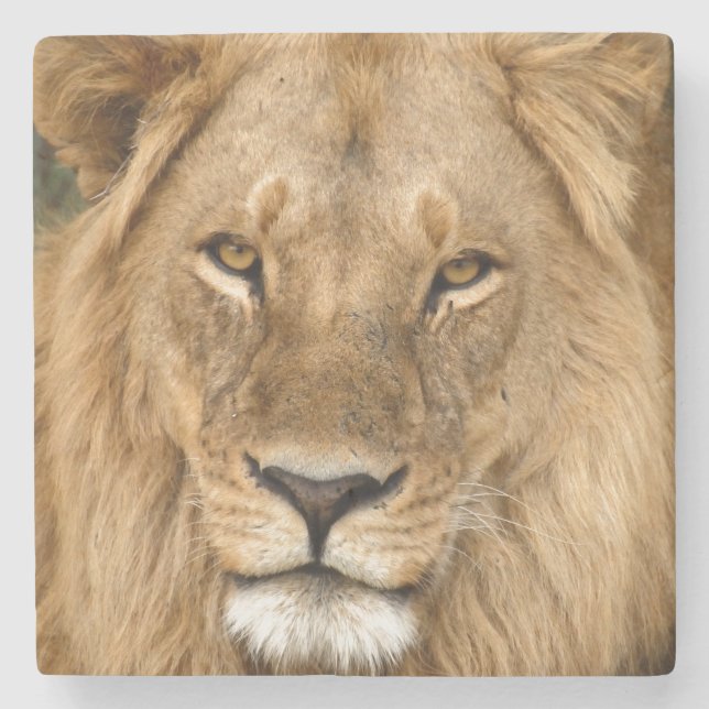 Lion With Great Mane Stone Coaster (Front)
